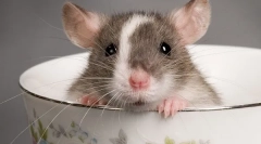 Hány eger él a természetben és otthon